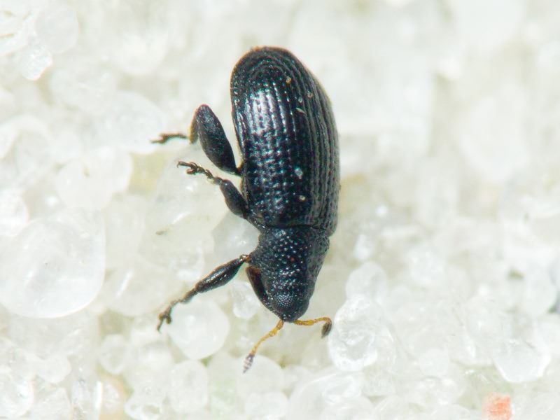 Rhamphus pulicarius (Herbst, 1795)